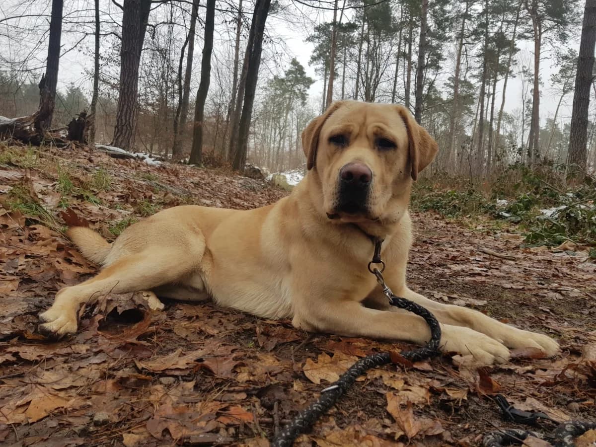 Beppo – blonde Frohnatur sucht unterhaltsames Zuhause, male 3yo Mixed Breed for adoption at Tierheim Schkortitz, Grimma