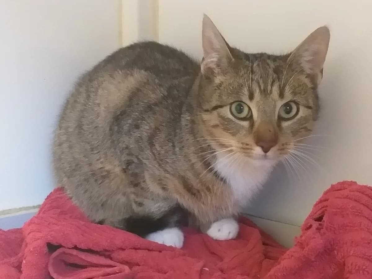 Astrid – zarte Tigerdame sucht Vertrauen, female 3yo Mixed Breed for adoption at Tierheim Schkortitz, Grimma