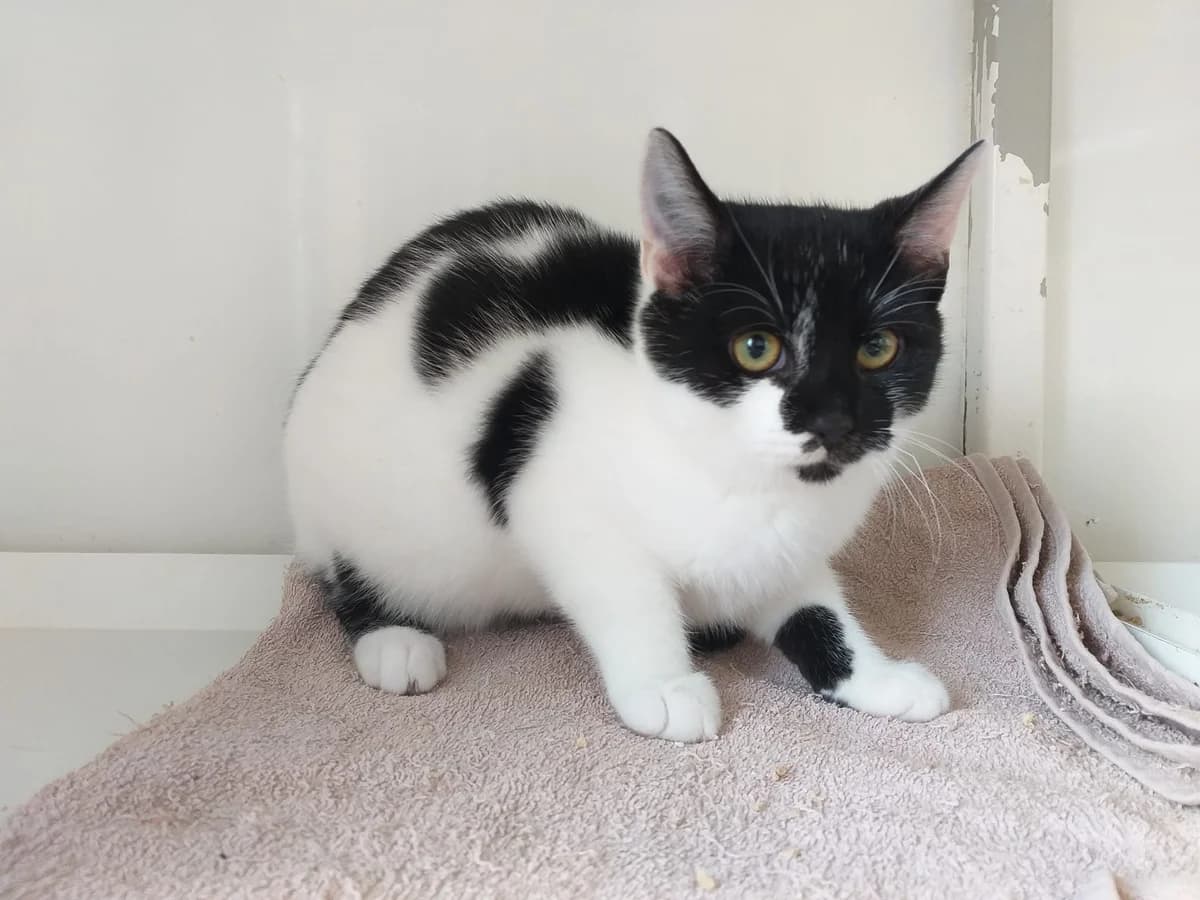 Micha, Mixed Breed (Tierheim Schkortitz)