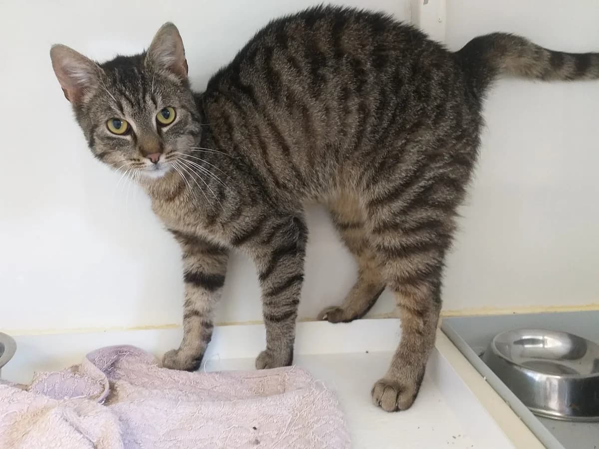 Manni – ein Katzensprung bis er vertraut, male 3yo Mixed Breed for adoption at Tierheim Schkortitz, Grimma