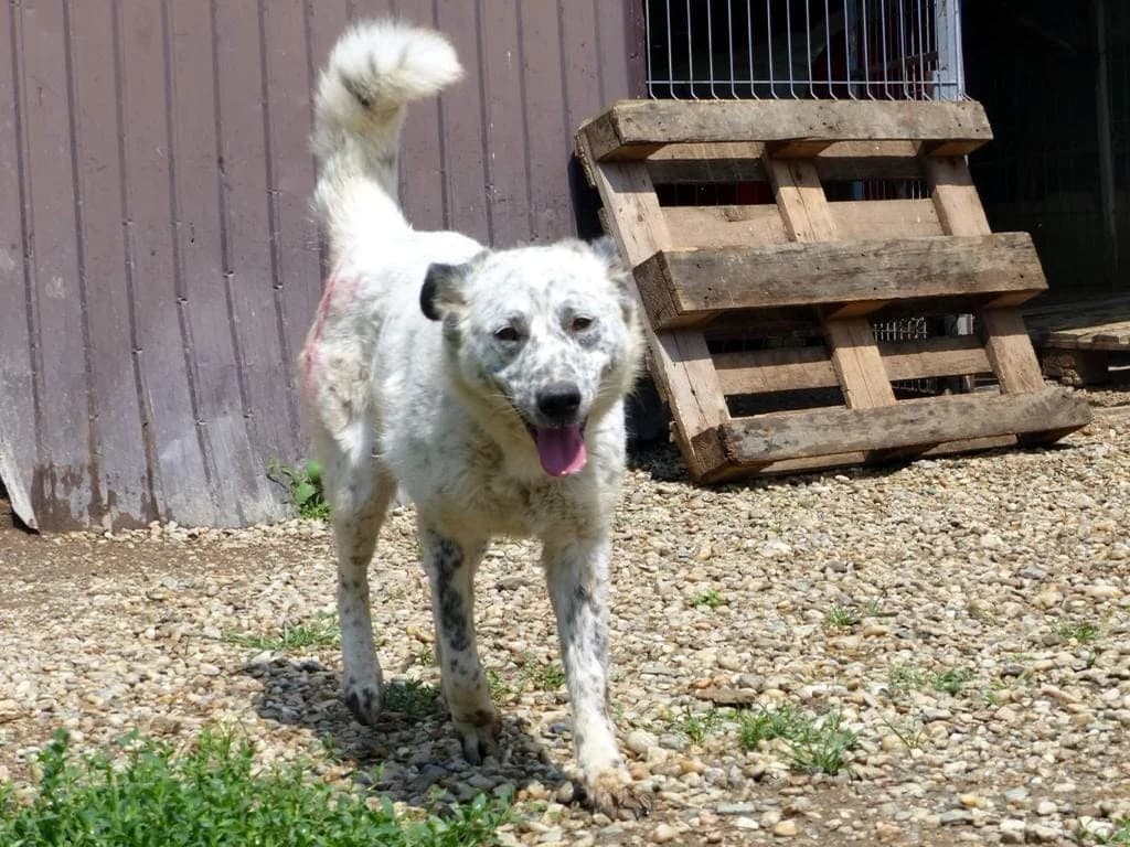 Dotty – Lebensfreude Punkt um Punkt, female 3yo Mixed Breed for adoption at Tierheim Schkortitz, Grimma