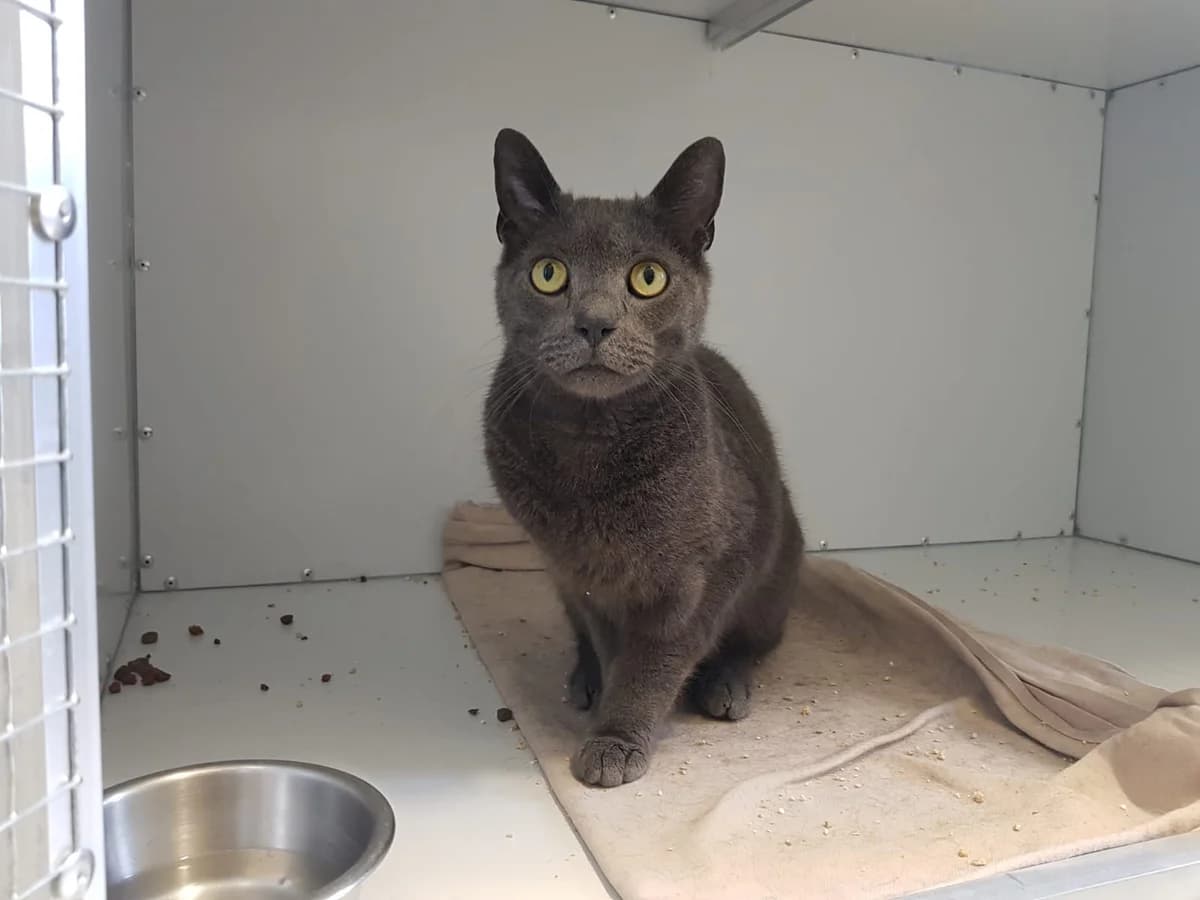 Peter – man ahnt hinein ins Blaue, male 3yo Mixed Breed for adoption at Tierheim Schkortitz, Grimma