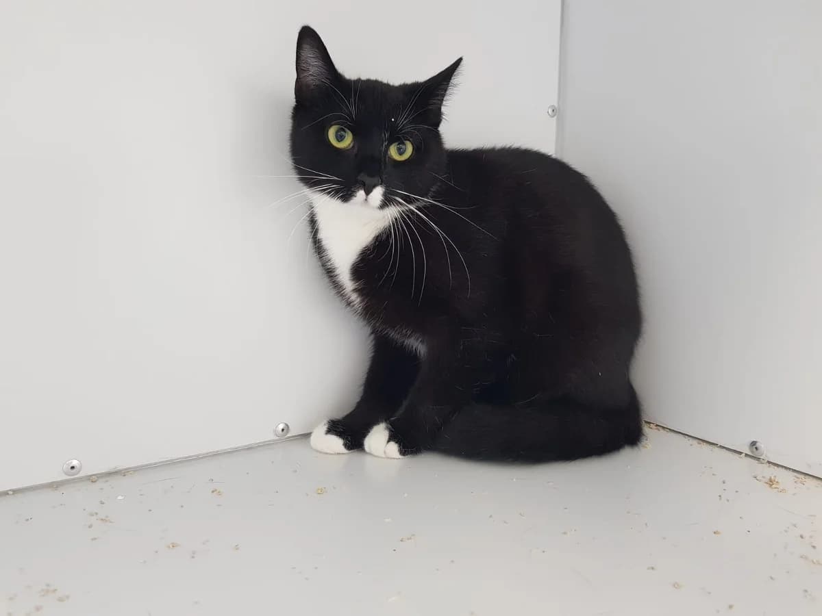 Tommy – Lebensmotto: Jugend forscht, male 3yo Mixed Breed for adoption at Tierheim Schkortitz, Grimma