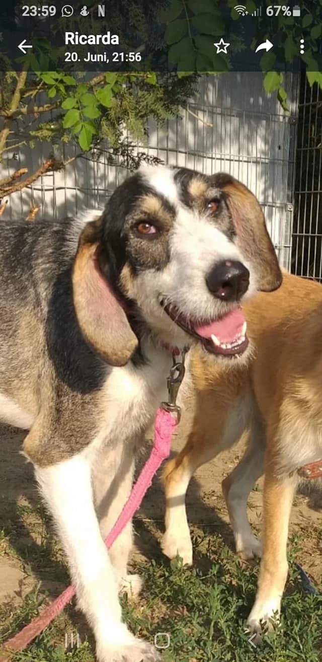 Tristans Isolde, Mixed Breed (Tierheim Schkortitz)