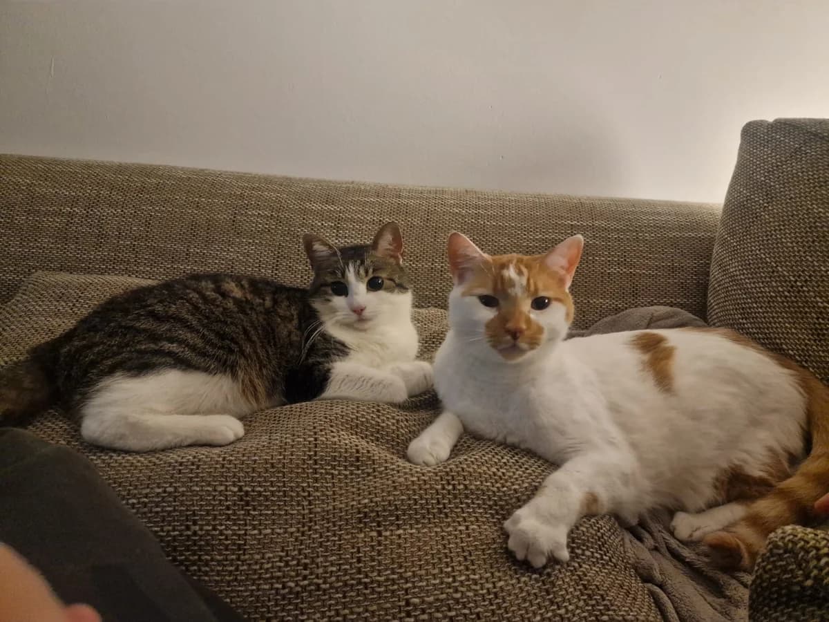 Franz – Franzl und seine Sissi, male 3yo Mixed Breed for adoption at Tierheim Schkortitz, Grimma