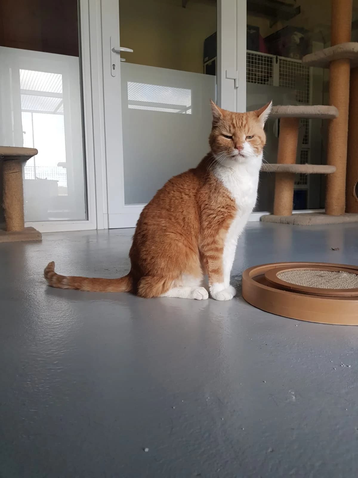 Murphy – charmanter Goldjunge sucht Domizil, male Mixed Breed for adoption at Tierheim Schkortitz, Grimma