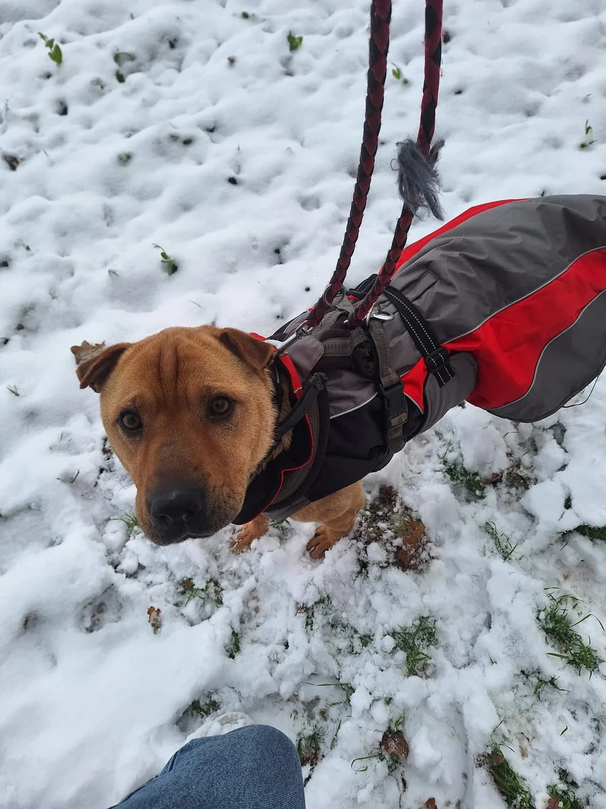 Layon – Faltenkopp und Pubertier, male 7yo Mixed Breed for adoption at Tierheim Schkortitz, Grimma