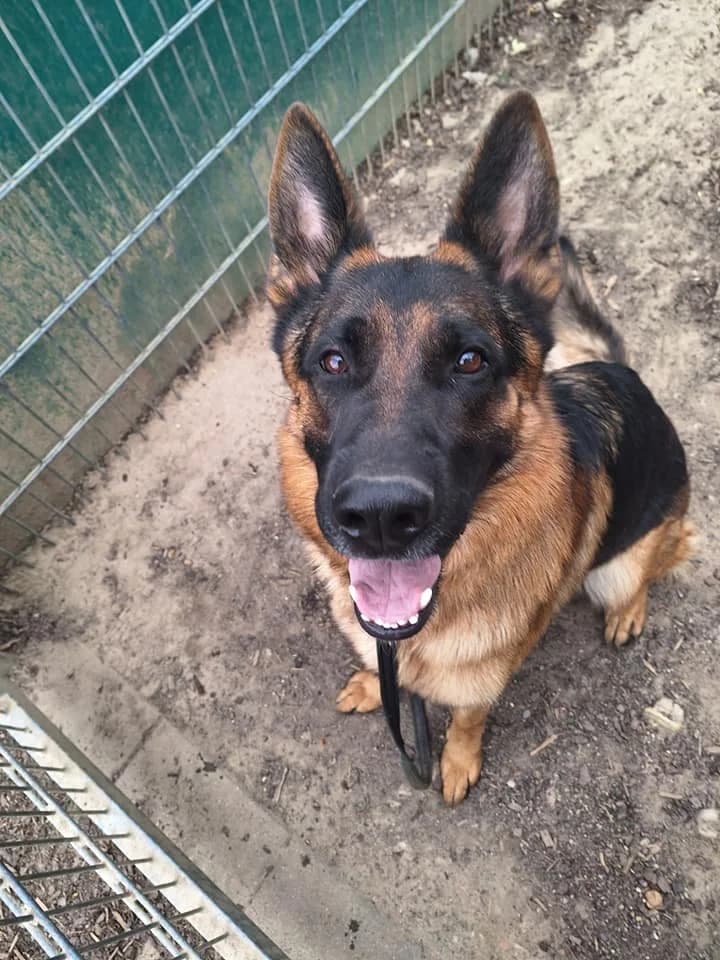 Alf von undsoweiter – außerordentlich Außerirdischer, Mixed Breed for adoption at Tierheim Schkortitz, Grimma