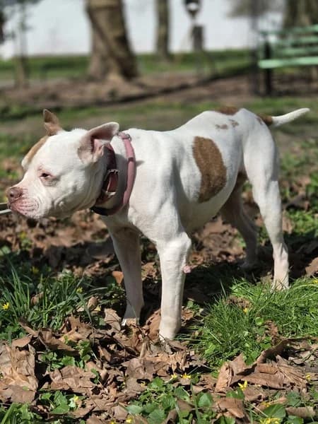 Amy, female Mixed Breed for adoption at Tierheim Schlage