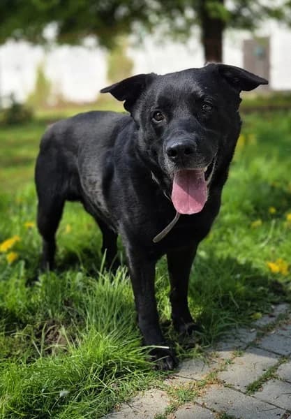 Carlo, female Mixed Breed for adoption at Tierheim Schlage