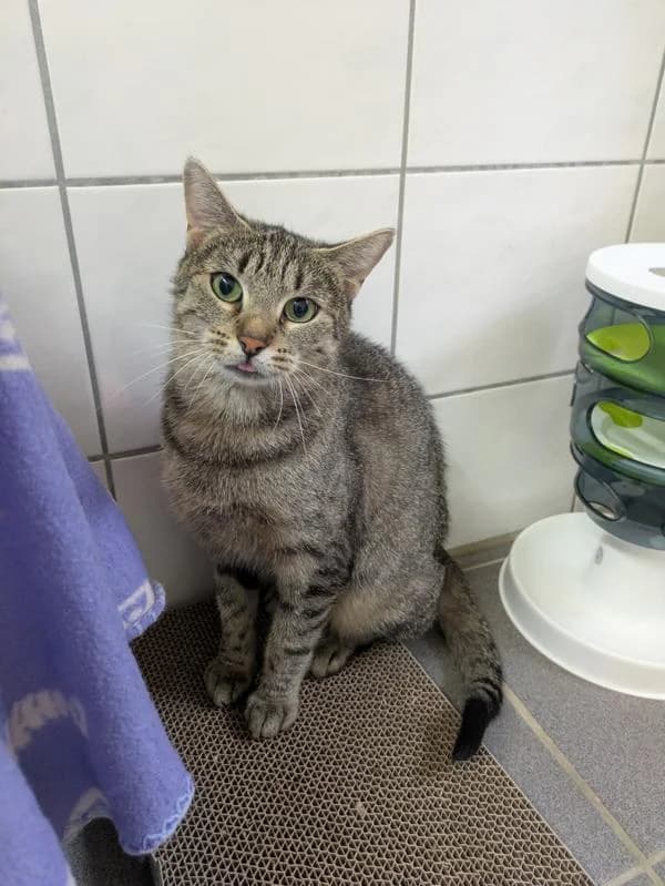 Amy,  3yo Mixed Breed for adoption at Tierheim Schwerte, Schwerte
