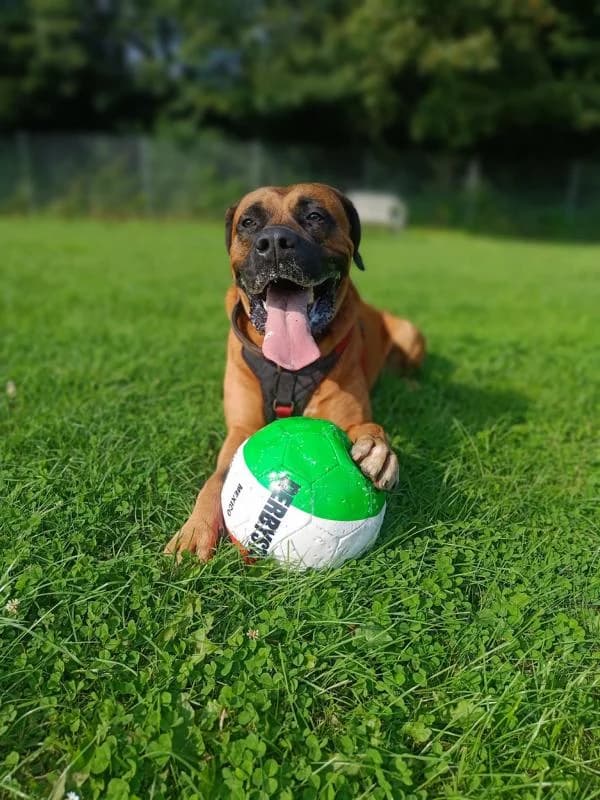 Carlos,  7yo Mixed Breed for adoption at Tierheim Schwerte, Schwerte