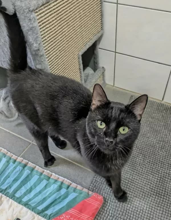 Dio,  3yo Mixed Breed for adoption at Tierheim Schwerte, Schwerte