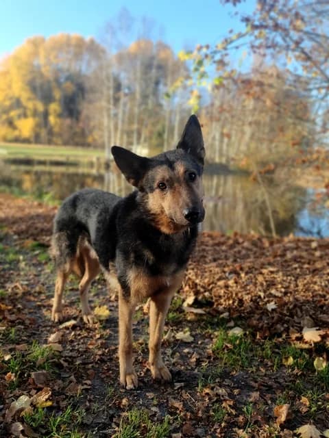 Lando, male Mixed Breed for adoption at Tierheim Selb und Umgebung, Selb