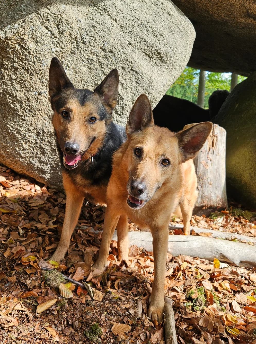 Zira, male Mixed Breed for adoption at Tierheim Selb und Umgebung, Selb