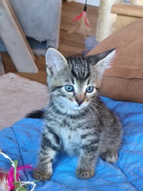 Asterix und, male Mixed Breed for adoption at Tierheim Selb und Umgebung, Selb