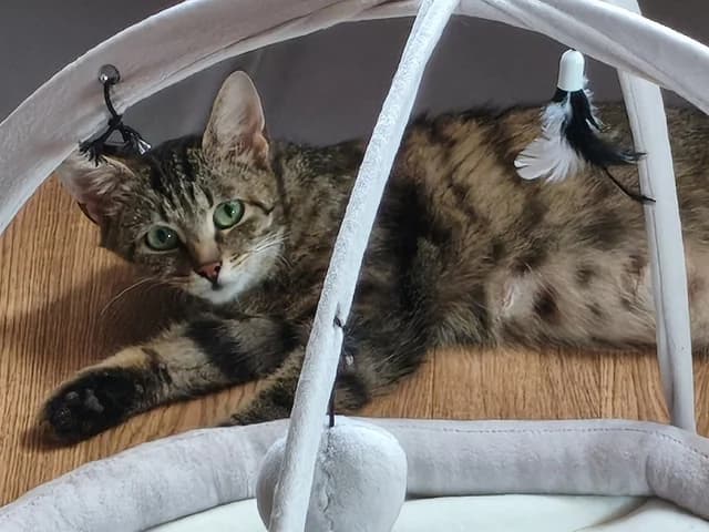 Maddie, female Mixed Breed for adoption at Tierheim Selb und Umgebung, Selb