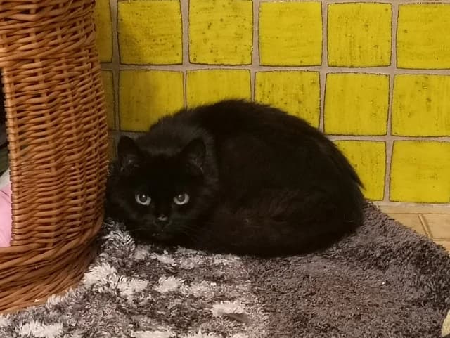 Sunny - Sorgenfellnase, female Mixed Breed for adoption at Tierheim Selb und Umgebung, Selb