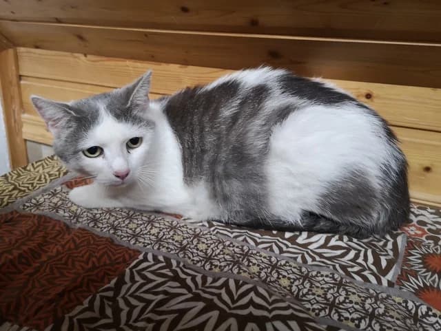 Leeloo, female Mixed Breed for adoption at Tierheim Selb und Umgebung, Selb