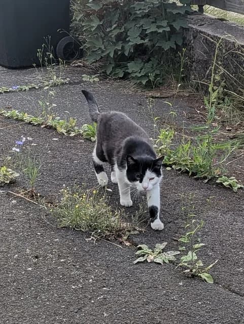 Fundkatze, female Mixed Breed for adoption at Tierheim Selb und Umgebung, Selb