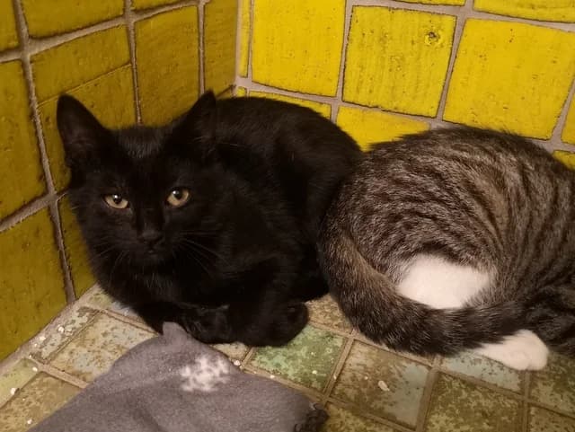 Kalimero, Kenia und Kenzo, Mixed Breed (Tierheim Selb und Umgebung)