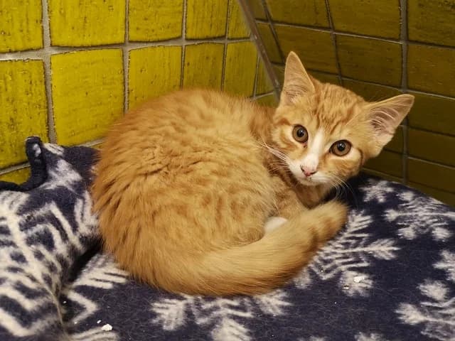 Bueno, male Mixed Breed for adoption at Tierheim Selb und Umgebung, Selb