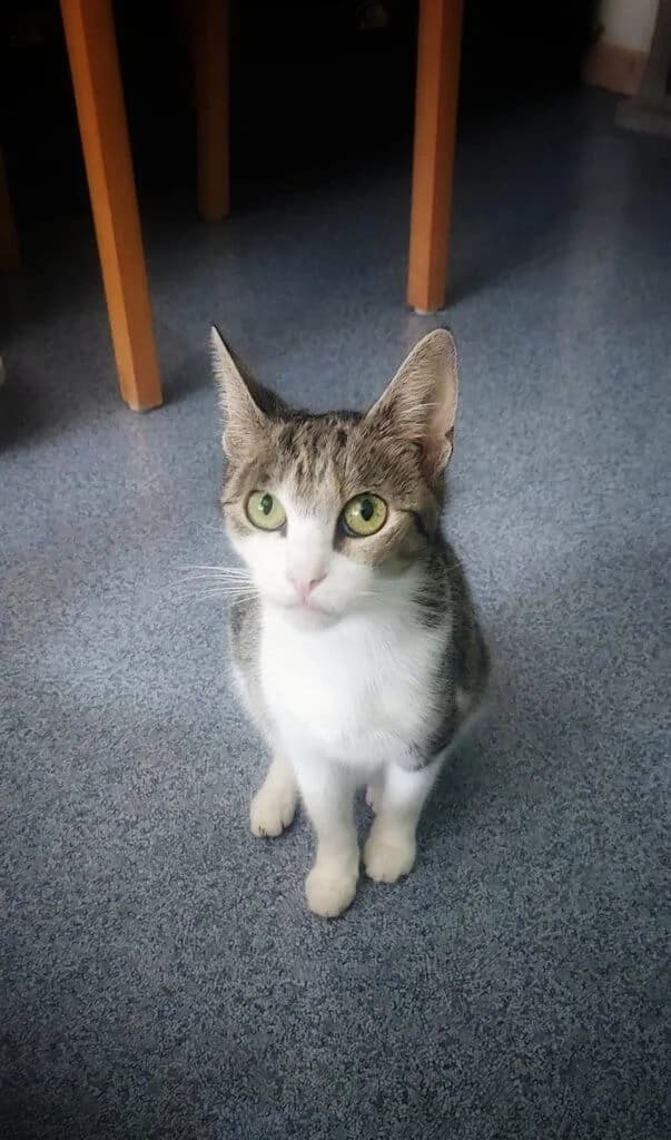 Agnetha,  puppy Mixed Breed Cat for adoption at Tierheim Siegen, Siegen