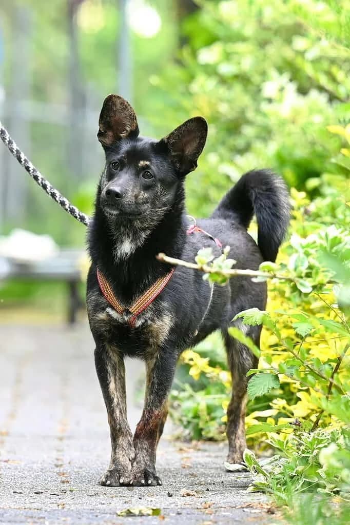 Alfredo, Mixed Breed (Tierheim Siegen)