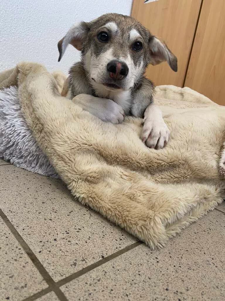 Elli, male puppy Mixed Breed for adoption at Tierheim Siegen, Siegen