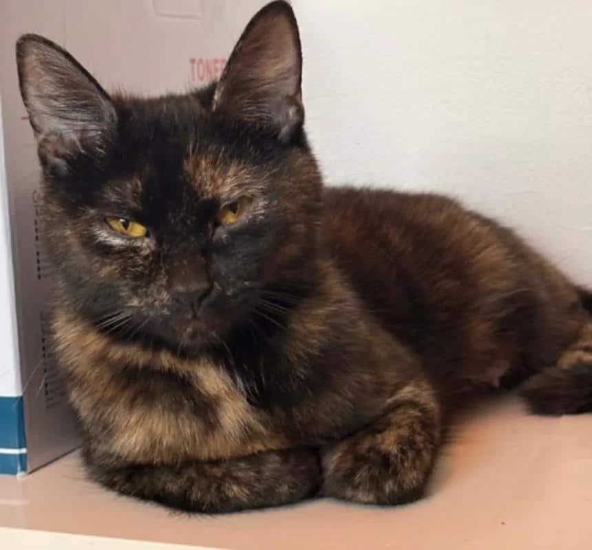 Fee,  young Mixed Breed Cat for adoption at Tierheim Siegen, Siegen
