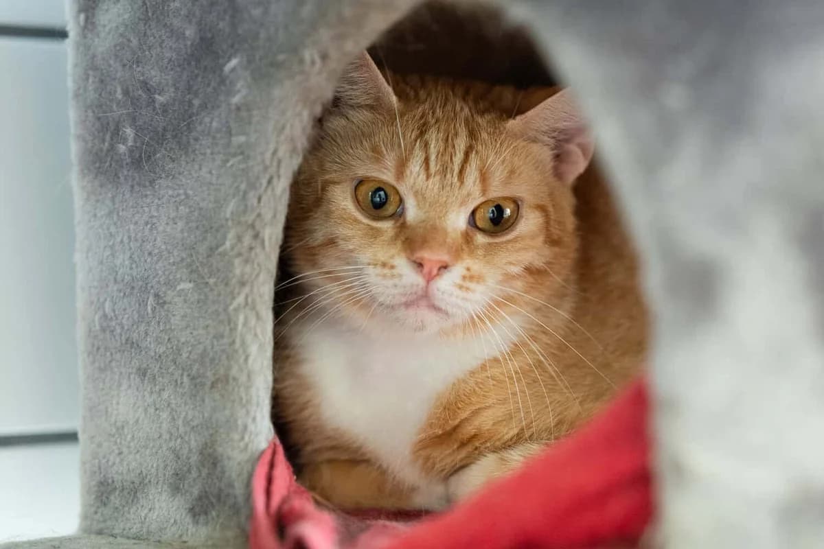 Fibi,  young Mixed Breed Cat for adoption at Tierheim Siegen, Siegen