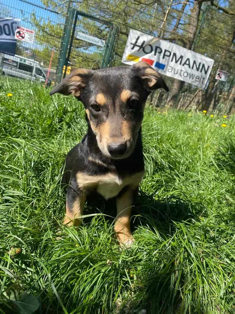 Hummel, male puppy Mixed Breed for adoption at Tierheim Siegen, Siegen
