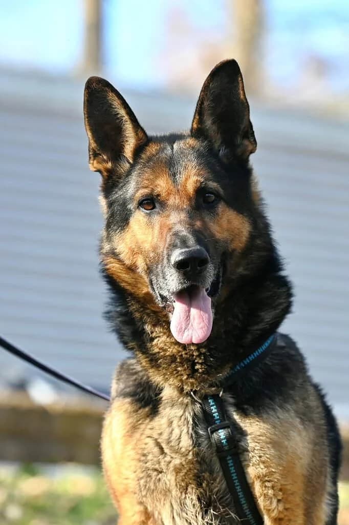 Kahlua, male 5yo Mixed Breed for adoption at Tierheim Siegen, Siegen