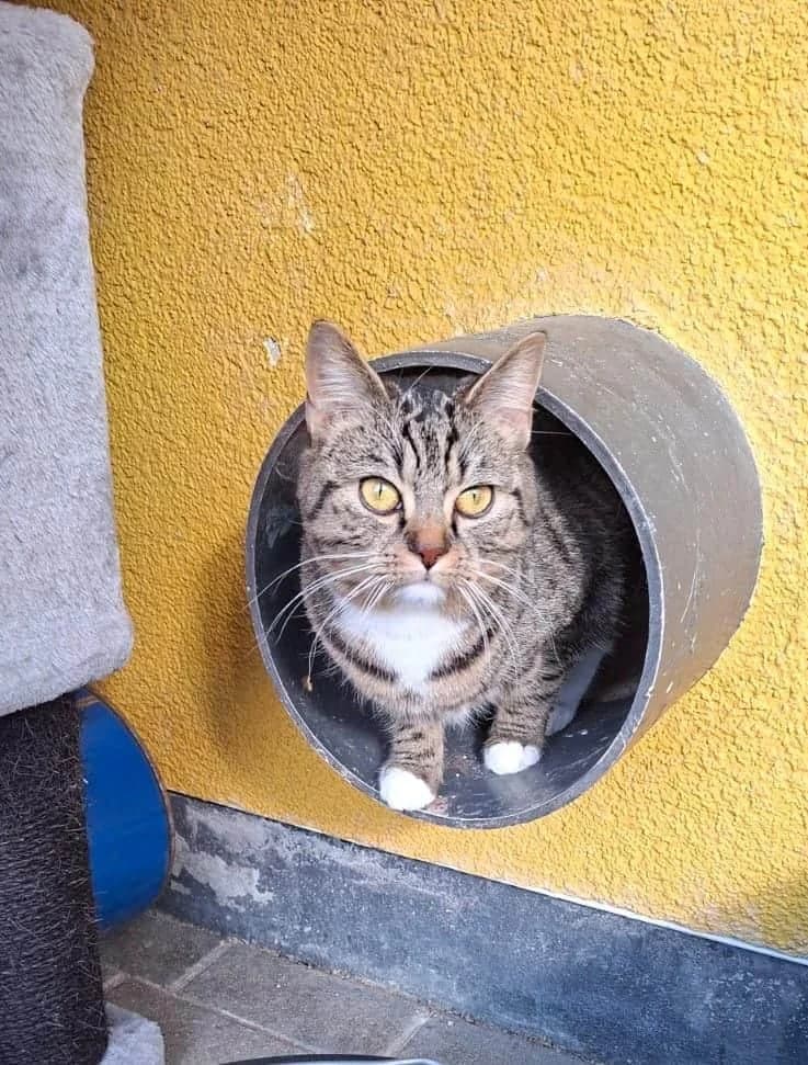 King, female senior Mixed Breed Cat for adoption at Tierheim Siegen, Siegen