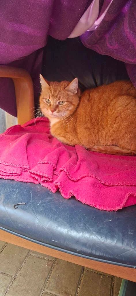 Leo (gerne mit Bruder Micky zusammen), Mixed Breed Cat (Tierheim Siegen)