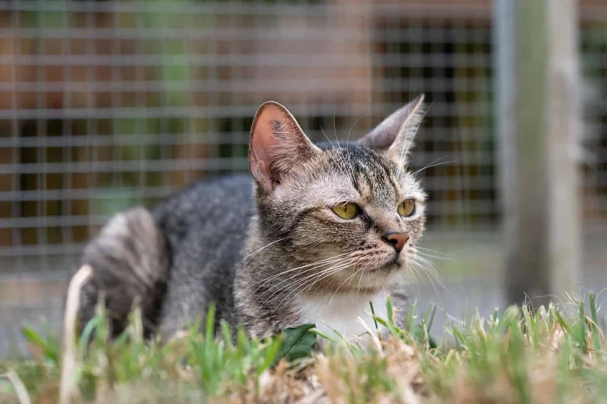 Lucy,  4yo Mixed Breed Cat for adoption at Tierheim Siegen, Siegen