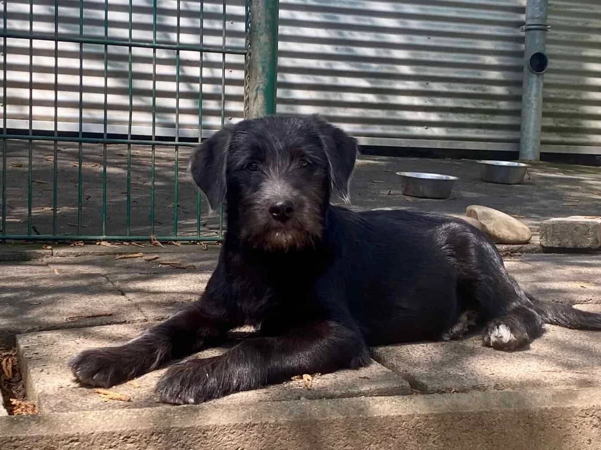 Luke, male Mixed Breed for adoption at Tierheim Siegen, Siegen