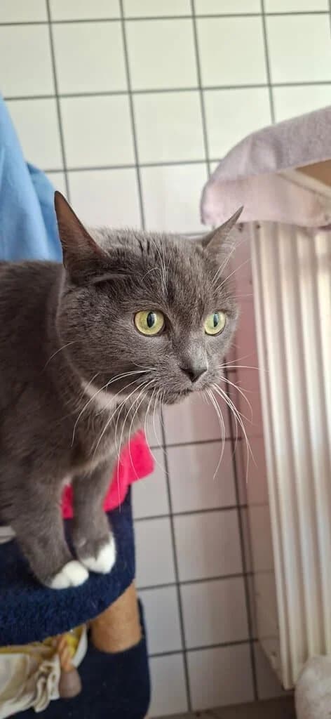 Maya,  senior Mixed Breed Cat for adoption at Tierheim Siegen, Siegen