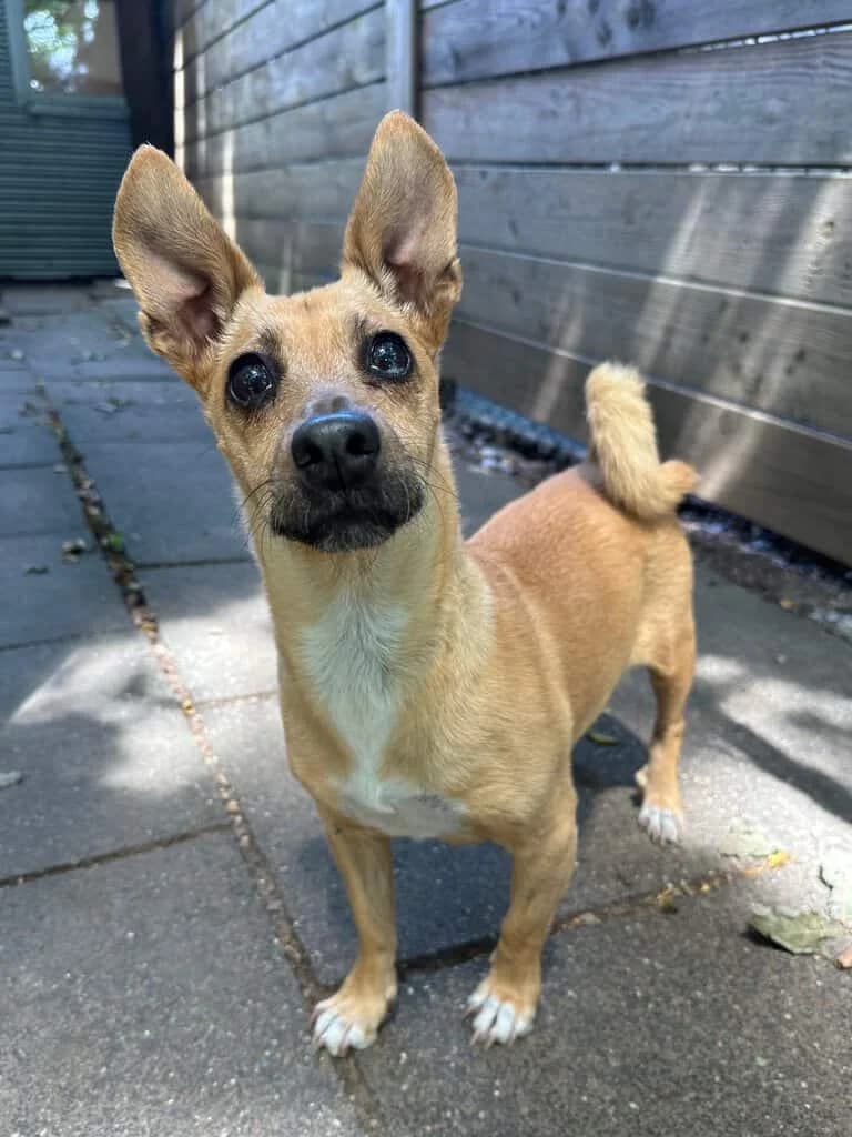 Mika, Mixed Breed (Tierheim Siegen)