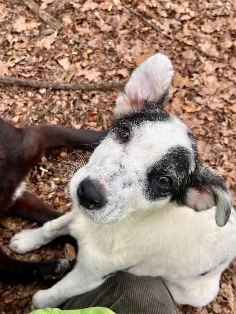 Una, male puppy Mixed Breed for adoption at Tierheim Siegen, Siegen