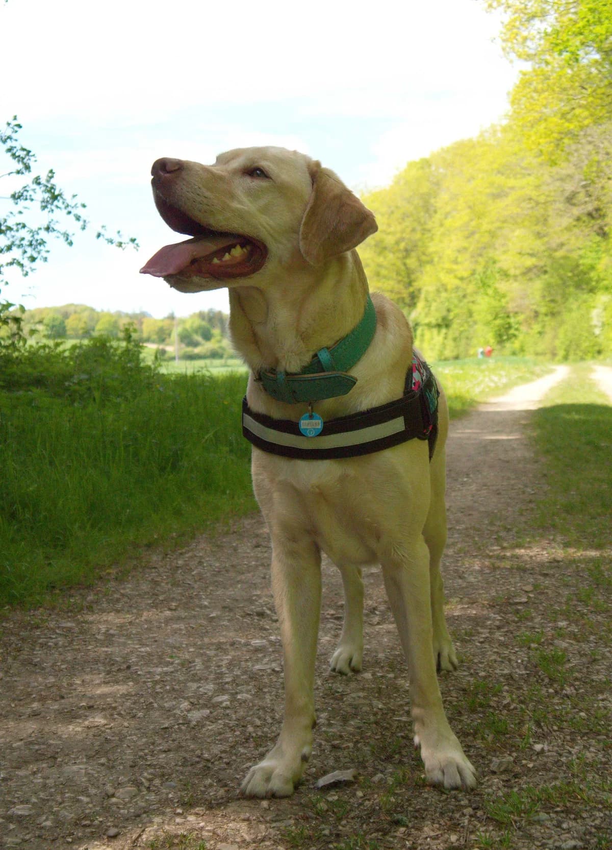 Ace, male 4yo Mixed Breed for adoption at Tierheim Singen, Singen