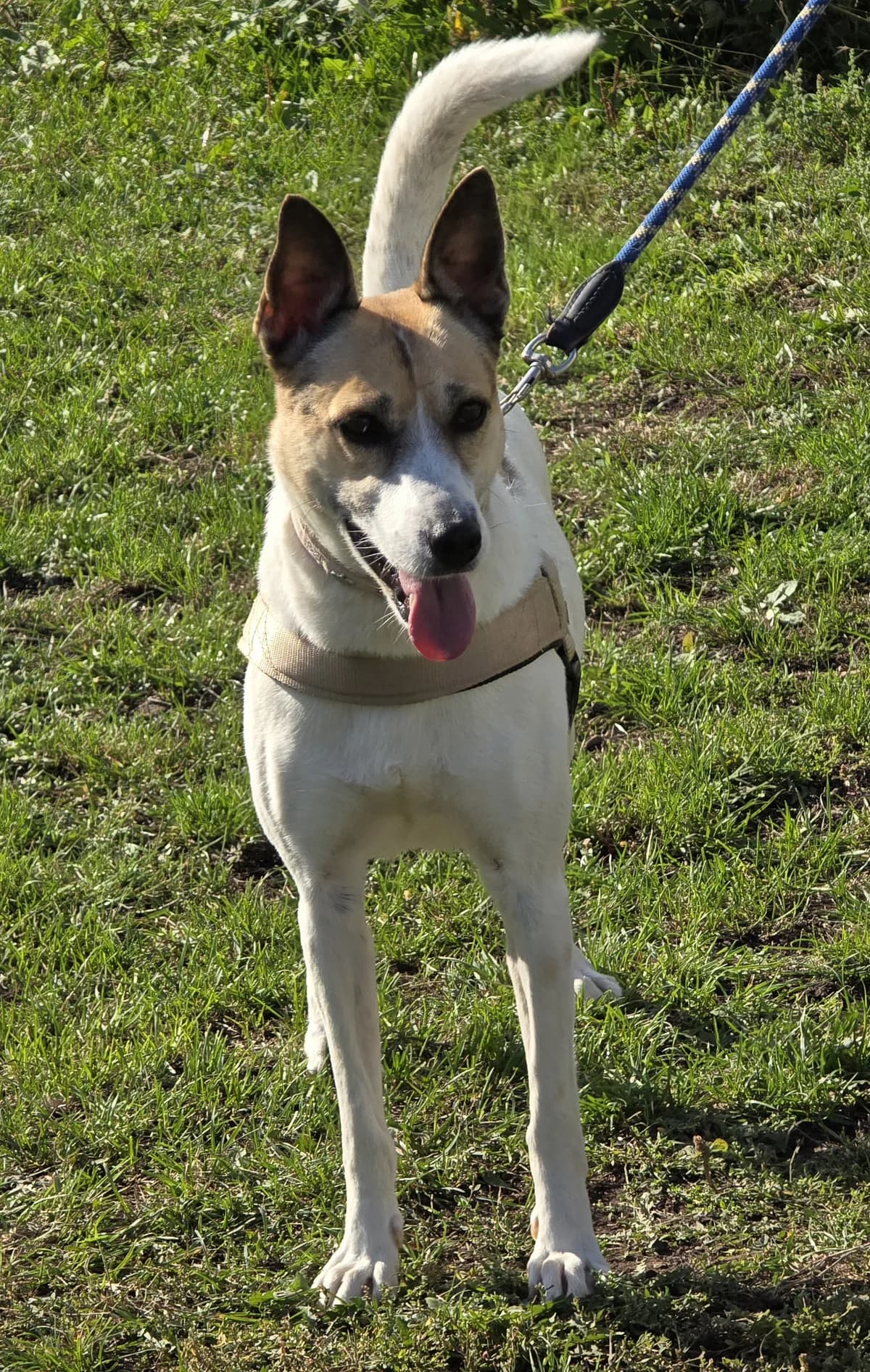 Chika, male mixed breed for adoption at Tierheim Sömmerda, Sömmerda