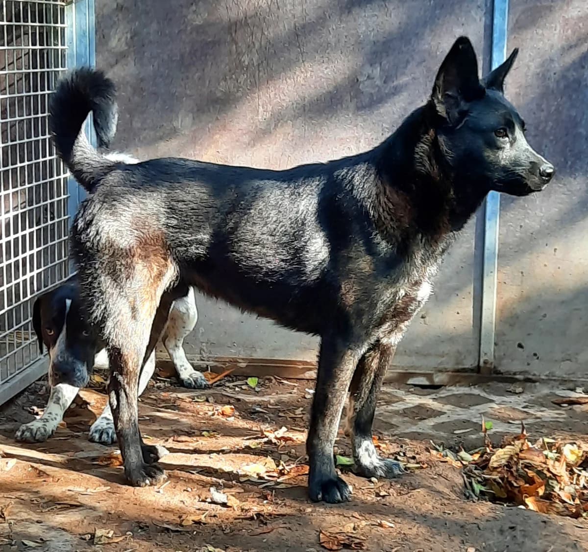 Ehrich, male puppy German Shepherd for adoption at Tierheim Sömmerda, Sömmerda