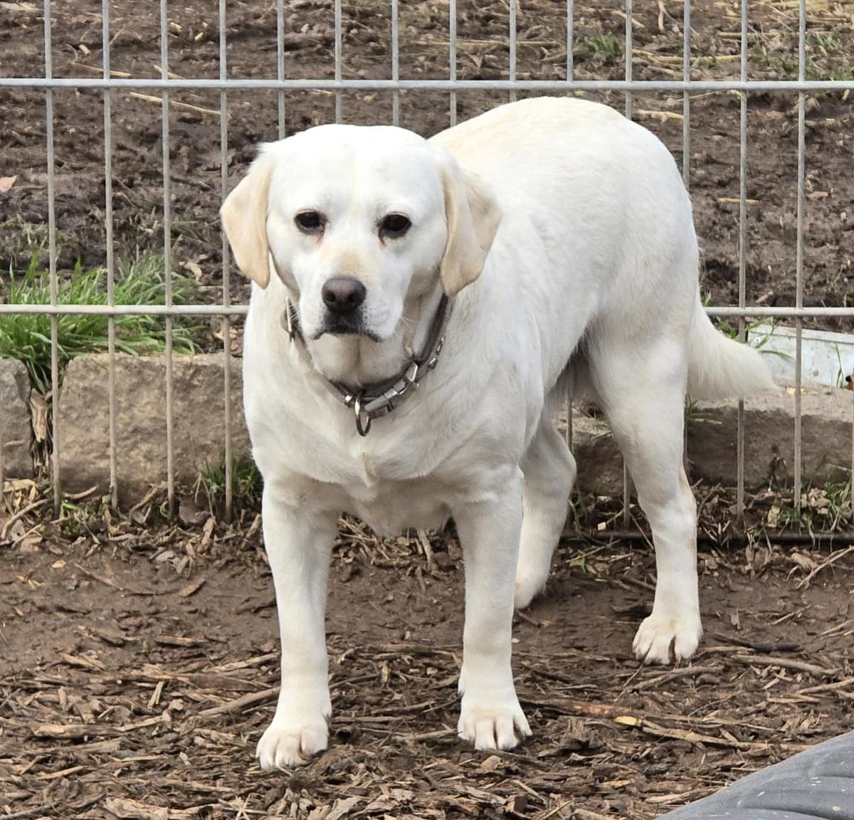 Emma, Mixed Breed for adoption at Tierheim Sömmerda, Sömmerda