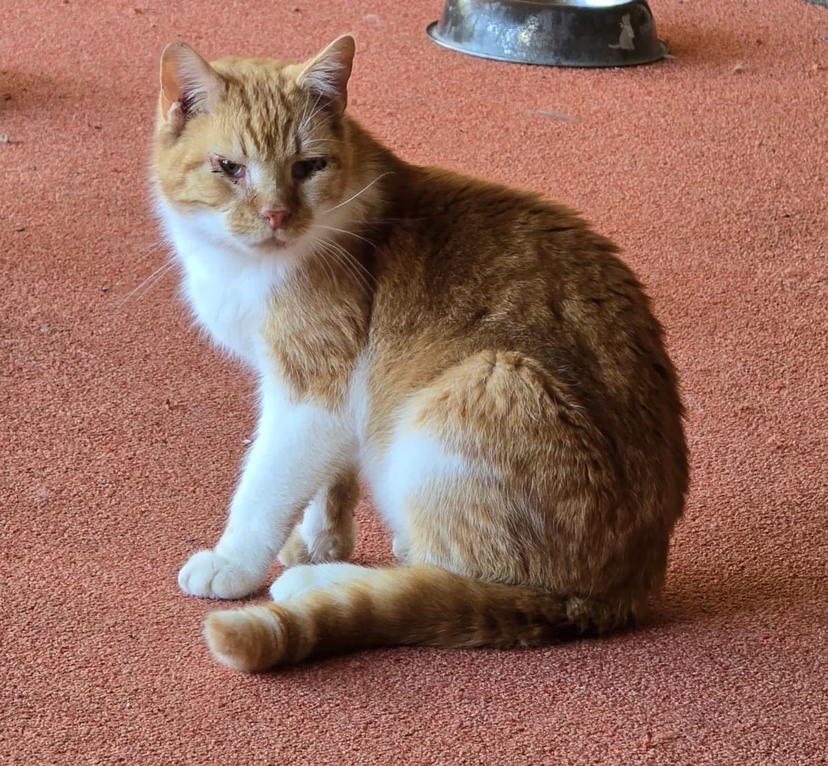 Felix,  Mixed Breed for adoption at Tierheim Sömmerda, Sömmerda