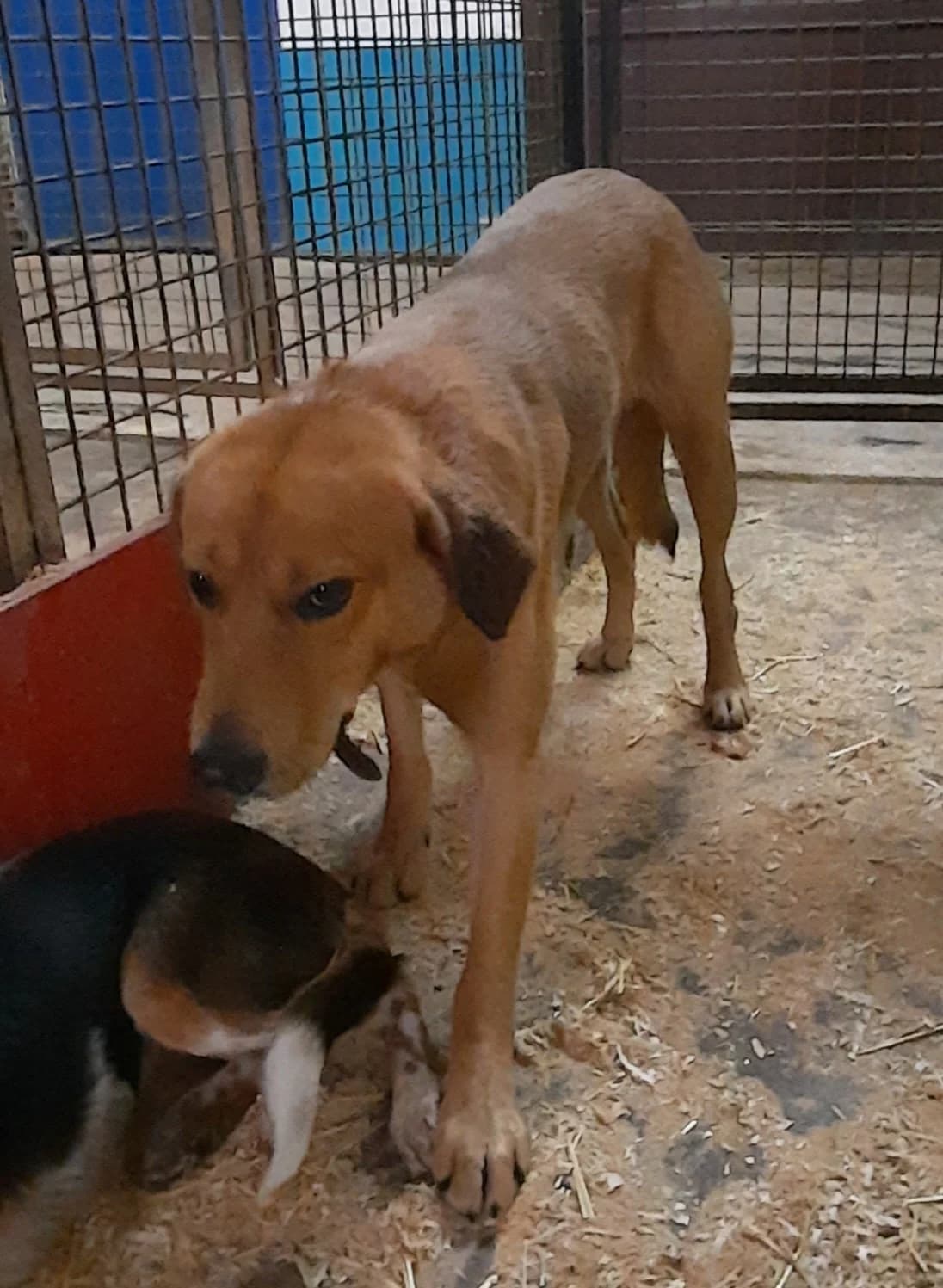 Kenny, male 5yo Mixed Breed for adoption at Tierheim Sömmerda, Sömmerda
