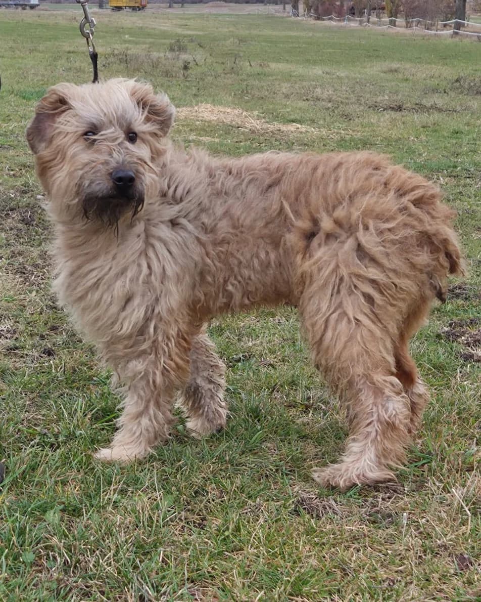 Shawn, male senior Mixed Breed for adoption at Tierheim Sömmerda, Sömmerda