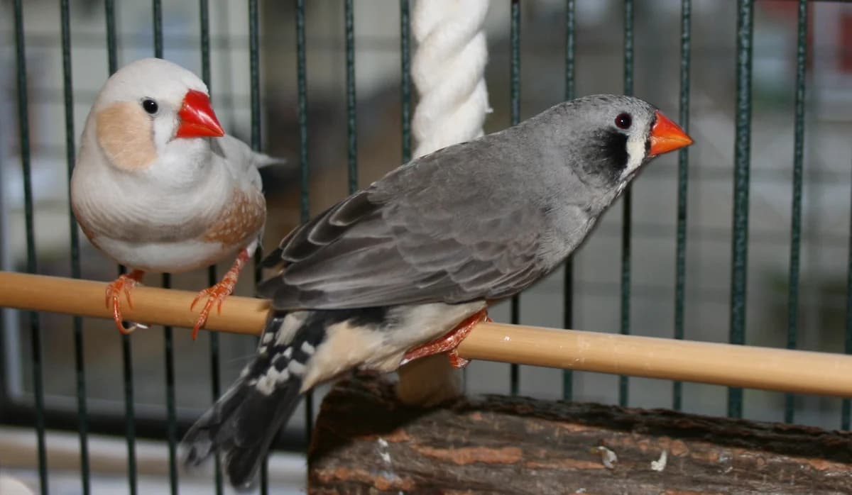 Zebrafinken,  Mixed Breed for adoption at Tierheim Soest, Soest