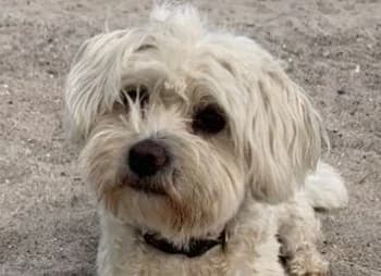 Emil,  Mixed Breed for adoption at Tierheim Soest, Soest