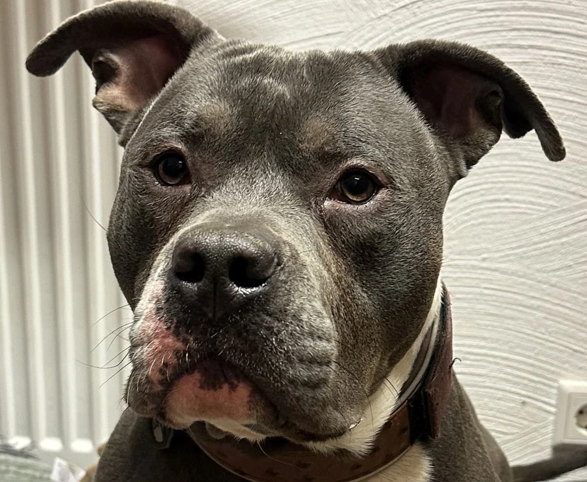 Sky,  Mixed Breed for adoption at Tierheim Soest, Soest